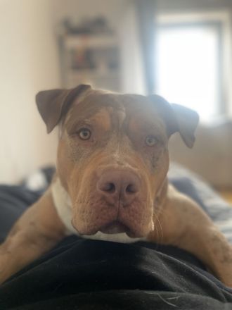 American Bully XL Merle Sucht neue Besitzer!!