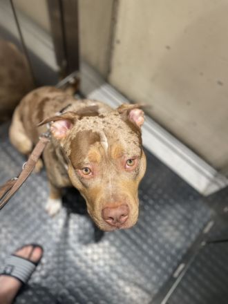 American Bully XL Merle Sucht neue Besitzer!!