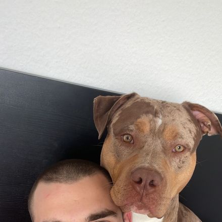 American Bully XL Merle Sucht neue Besitzer!!