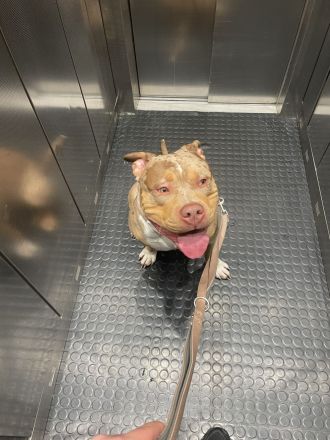 American Bully XL Merle Sucht neue Besitzer!!