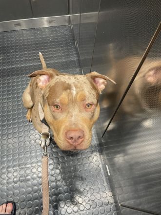 American Bully XL Merle Sucht neue Besitzer!!