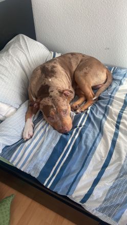 American Bully XL Merle Sucht neue Besitzer!!