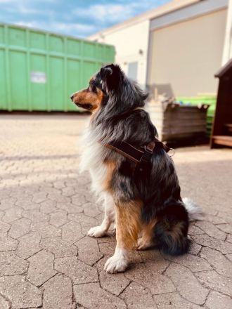 Wunderschöner Australian Shepherd Deckrüde! Blue Merle (Kein Verkauf!)