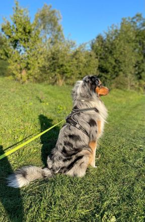 Wunderschöner Australian Shepherd Deckrüde! Blue Merle (Kein Verkauf!)