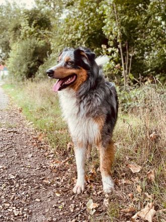 Wunderschöner Australian Shepherd Deckrüde! Blue Merle (Kein Verkauf!)