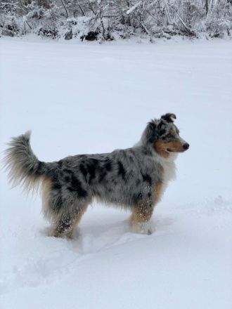 Wunderschöner Australian Shepherd Deckrüde! Blue Merle (Kein Verkauf!)
