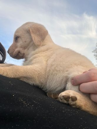 Reinrassige Labrador Welpen (charcoal, blond,silber)