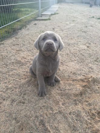 Reinrassige Labrador Welpen (charcoal, blond,silber)