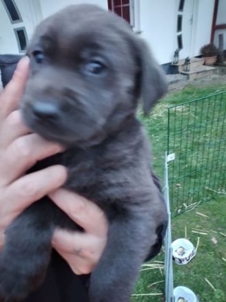 Reinrassige Labrador Welpen (charcoal, blond,silber)