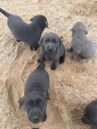 Reinrassige Labrador Welpen (charcoal, blond,silber)