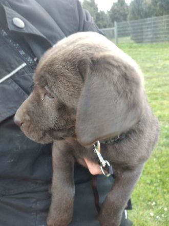Reinrassige Labrador Welpen (charcoal, blond,silber)