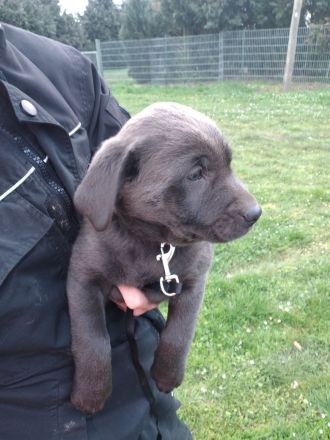 Reinrassige Labrador Welpen (charcoal, blond,silber)