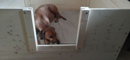 Rhodesian Ridgeback Mix Welpen