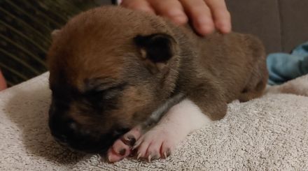 Rhodesian Ridgeback Mix Welpen