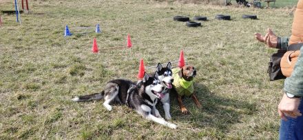 Rhodesian Ridgeback Mix Welpen
