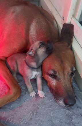 Rhodesian Ridgeback Mix Welpen