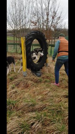 Rhodesian Ridgeback Mix Welpen