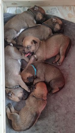 Rhodesian Ridgeback Mix Welpen