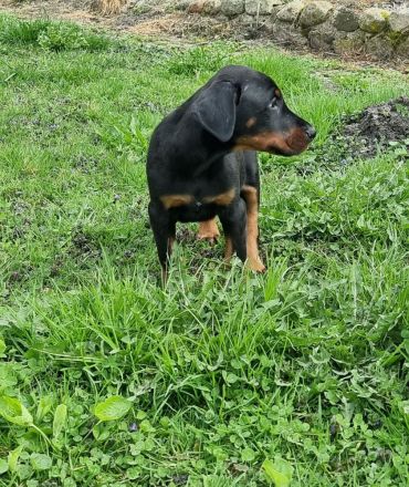 Wunderschöne Dobermann Welpen mit Ahnentafel