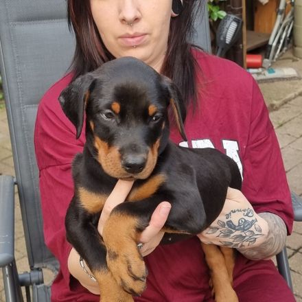 Wunderschöne Dobermann Welpen mit Ahnentafel