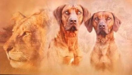 Livernose/Blacknose Rhodesian Ridgeback Welpen