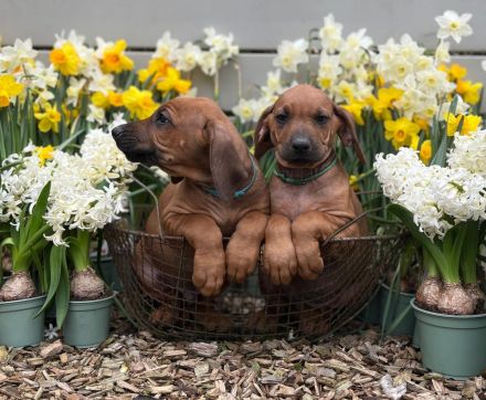 Livernose/Blacknose Rhodesian Ridgeback Welpen