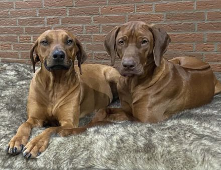 Livernose/Blacknose Rhodesian Ridgeback Welpen