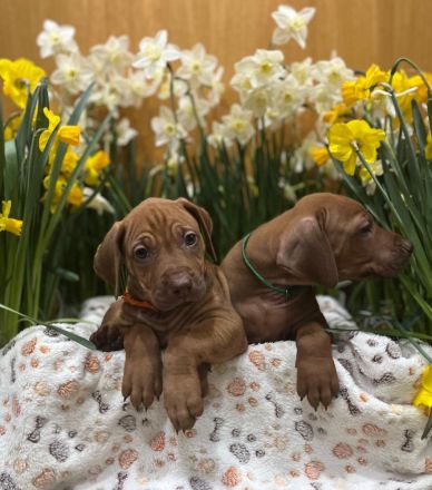 Livernose/Blacknose Rhodesian Ridgeback Welpen