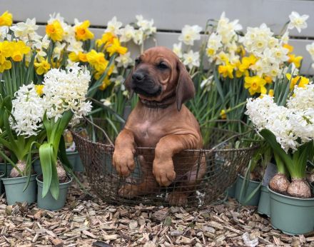 Livernose/Blacknose Rhodesian Ridgeback Welpen
