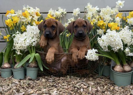 Livernose/Blacknose Rhodesian Ridgeback Welpen