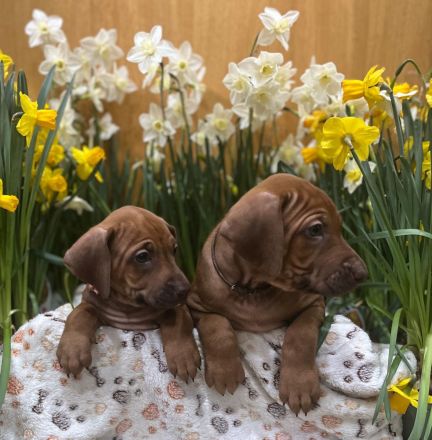 Livernose/Blacknose Rhodesian Ridgeback Welpen