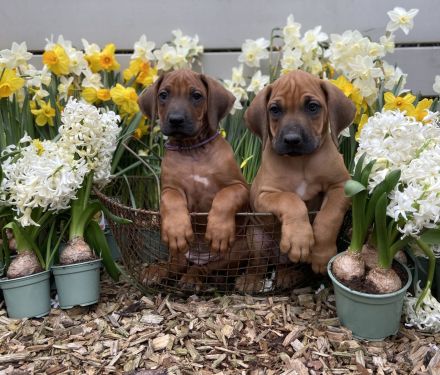 Livernose/Blacknose Rhodesian Ridgeback Welpen