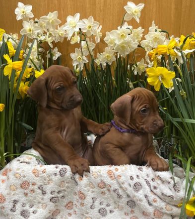 Livernose/Blacknose Rhodesian Ridgeback Welpen