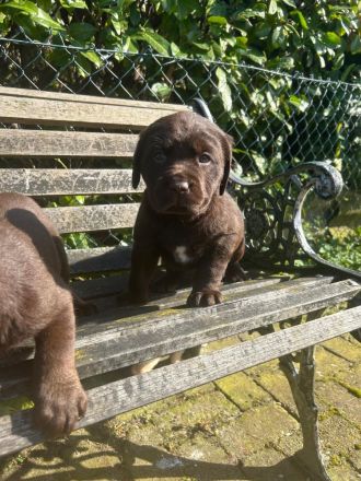 Labrador Welpen Rüden