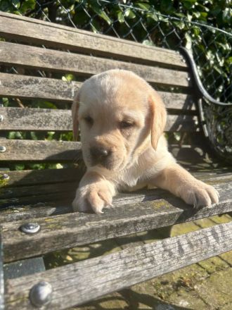 Labrador Welpen Rüden