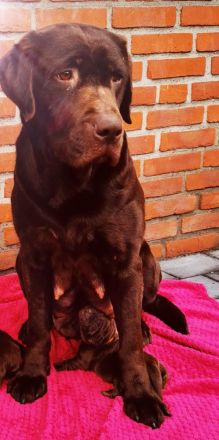 Labrador Welpen Rüden