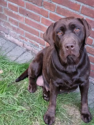 Labrador Welpen Rüden
