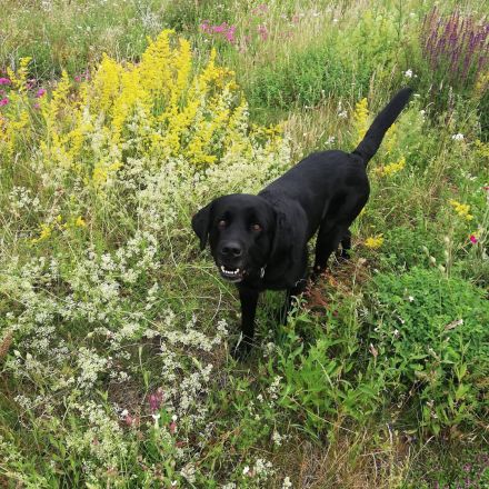 Labrador Welpen Rüden