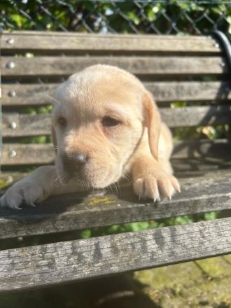 Labrador Welpen Rüden
