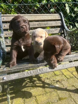Labrador Welpen Rüden