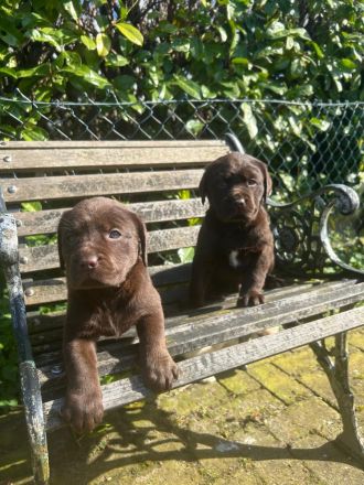 Labrador Welpen Rüden