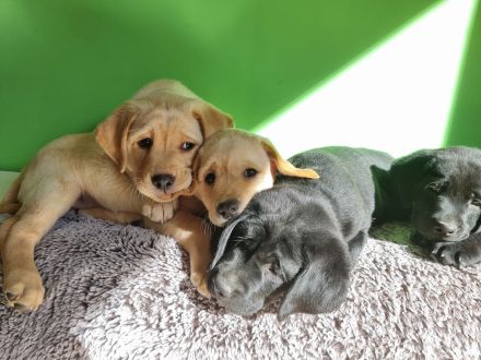Reinrassige Labrador Retriever Welpen zuckersüß und bereit für ein neues Zuhause!