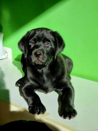 Reinrassige Labrador Retriever Welpen zuckersüß und bereit für ein neues Zuhause!