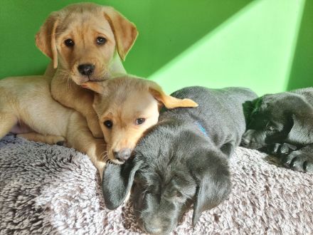 Reinrassige Labrador Retriever Welpen zuckersüß und bereit für ein neues Zuhause!