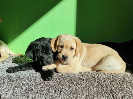 Reinrassige Labrador Retriever Welpen zuckersüß und bereit für ein neues Zuhause!