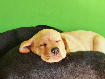 Reinrassige Labrador Retriever Welpen zuckersüß und bereit für ein neues Zuhause!