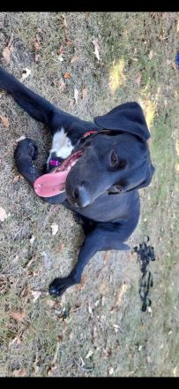 Ich suche dringend eine neues Zuhause