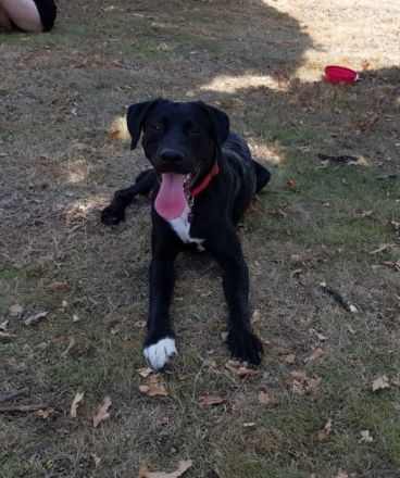 Ich suche dringend eine neues Zuhause