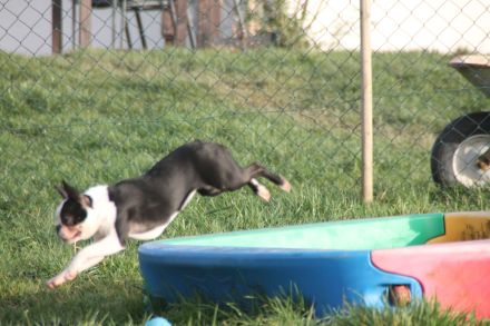 Flashmöpp Hundepension & Huta