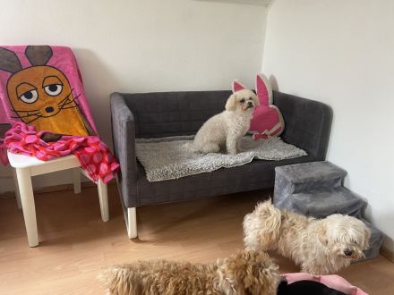 Flashmöpp Hundepension & Huta